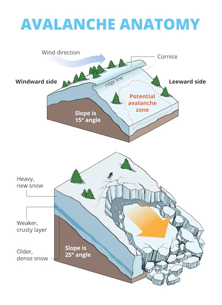 Avalanche Anatomy